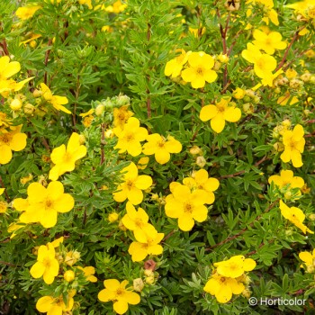 POTENTILLA fruticosa Goldfinger