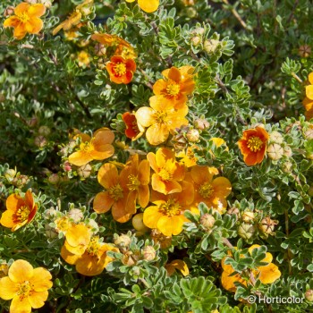 POTENTILLA fruticosa Hopleys orange
