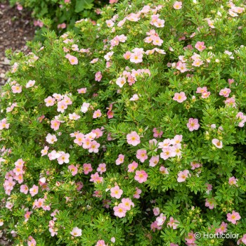 POTENTILLA fruticosa Lovely pink