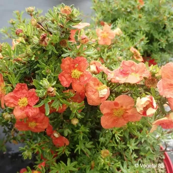 POTENTILLA fruticosa Red ace