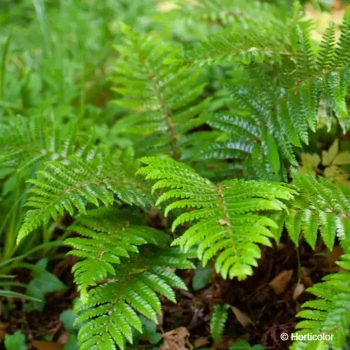 POLYSTICHUM polyblepharum