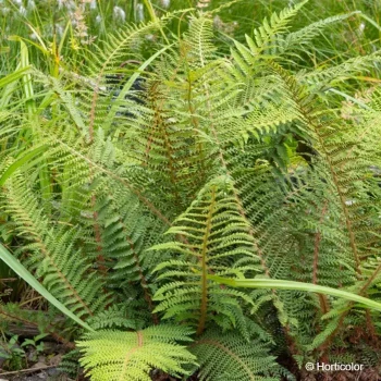 POLYSTICHUM setiferum Proliferum