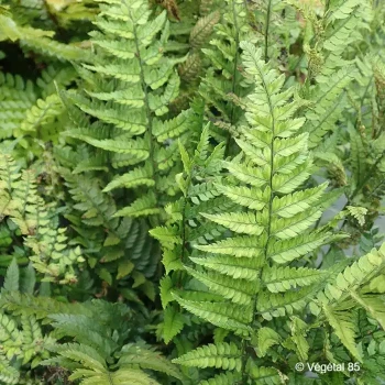 POLYSTICHUM tsus-simense