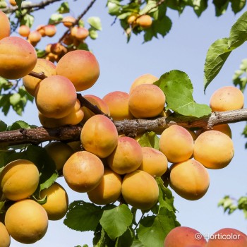 PRUNUS armeniaca Bergeron