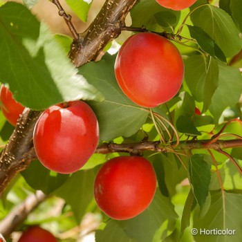 PRUNUS armeniaca Polonais