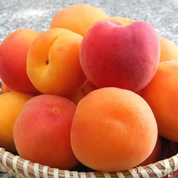 PRUNUS armeniaca Précoce de saumur