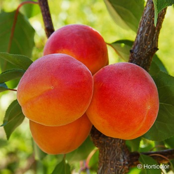 PRUNUS armeniaca Rouge du roussillon