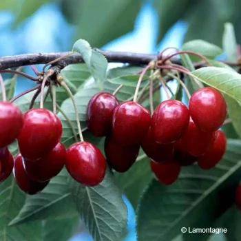PRUNUS cerasus Burlat