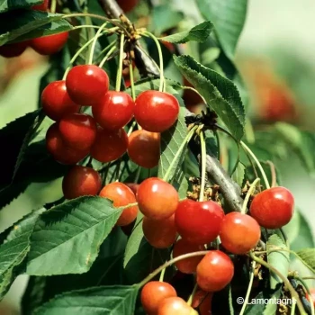 PRUNUS cerasus Coeur de pigeon