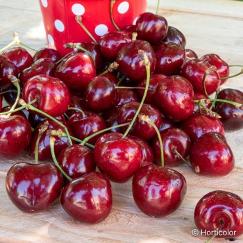 PRUNUS cerasus Géant d'hedelfingen