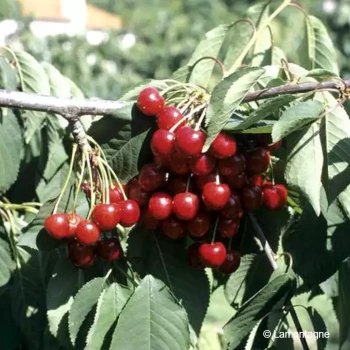 PRUNUS cerasus Summit