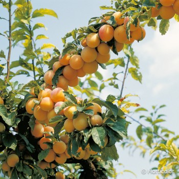 PRUNUS domestica Mirabelle de nancy