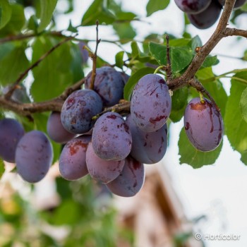 PRUNUS domestica Quetsche