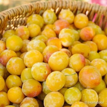 PRUNUS domestica Reine claude dorée