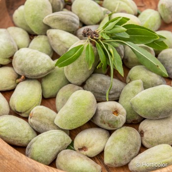 PRUNUS dulcis Garden prince