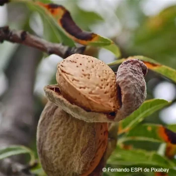 PRUNUS dulcis Supernova (autofertile)