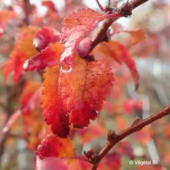 PRUNUS incisa Kojo-no-mai