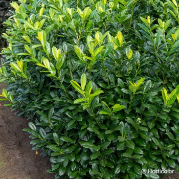 PRUNUS laurocerasus Caucasica