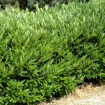 PRUNUS laurocerasus Otto luyken