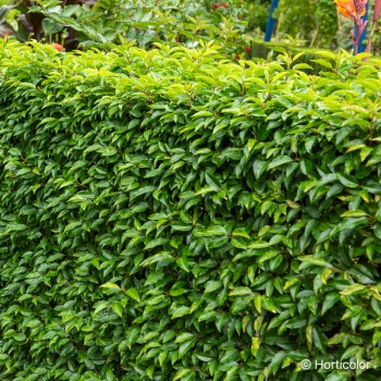 PRUNUS lusitanica Angustifolia