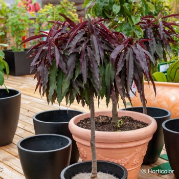 PRUNUS persica Crimson