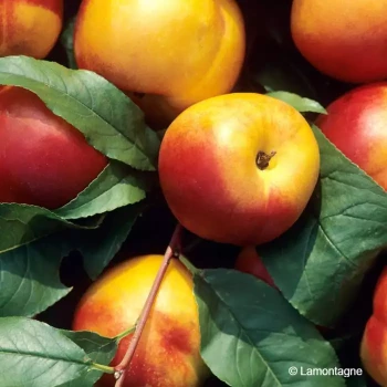 PRUNUS persica Fantasia (nectarine)