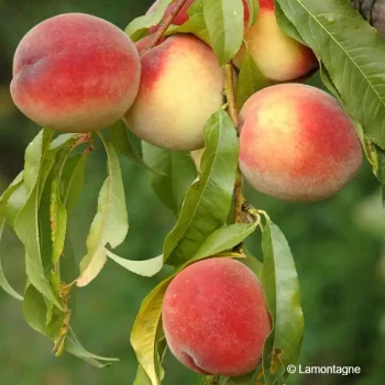 PRUNUS persica Pêche de vigne blanche