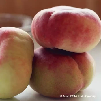 PRUNUS persica Plate blanche