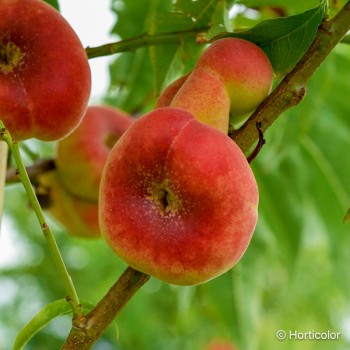 PRUNUS persica Plat jaune