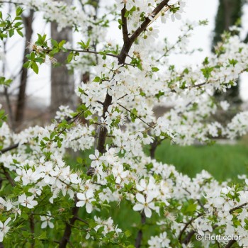 PRUNUS spinosa