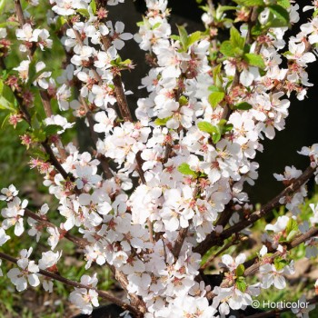 PRUNUS tomentosa Orient