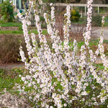 PRUNUS tomentosa Snovit