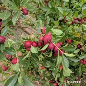 PSIDIUM cattleianum