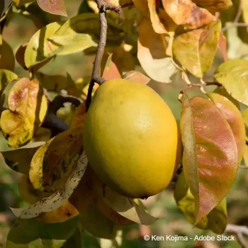 PSEUDOCYDONIA sinensis