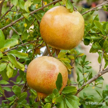 PUNICA granatum Fina tendral