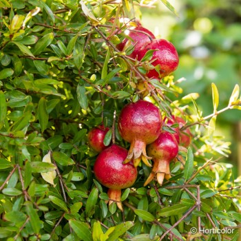 PUNICA granatum Nana gracillisima