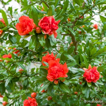 PUNICA granatum Pleniflora