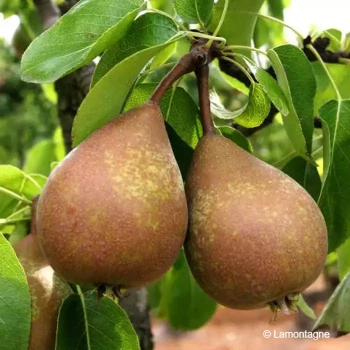 PYRUS communis Beurré hardy