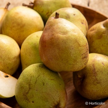 PYRUS communis Comice