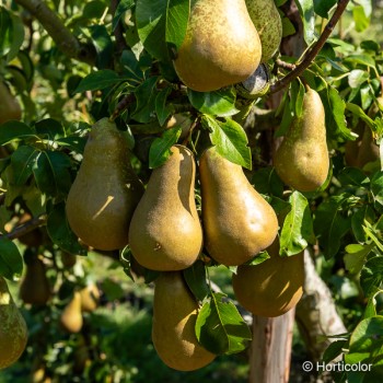 PYRUS communis Conférence