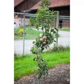 PYRUS communis Garden gem