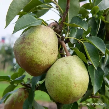 PYRUS communis Garden pearl