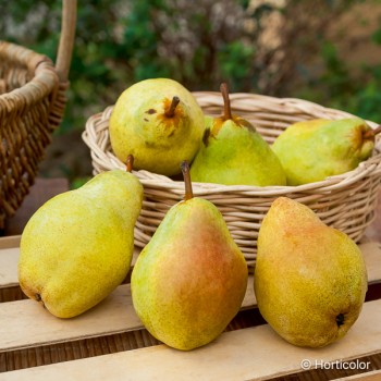 PYRUS communis Williams