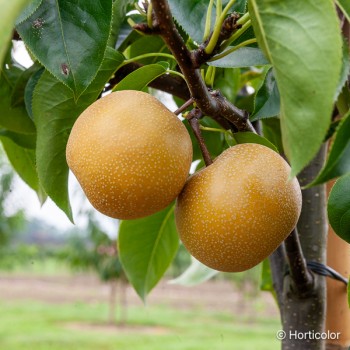 PYRUS pyrifolia Hosui