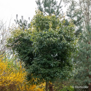 QUERCUS myrsinifolia