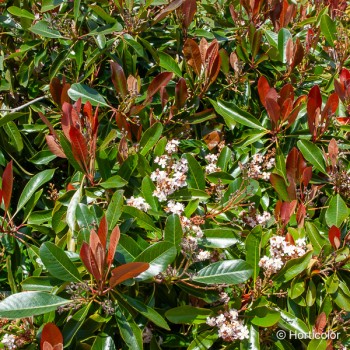 RHAPHIOBOTRYA Coppertone