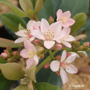 RHAPHIOLEPIS delacourii Coates crimson