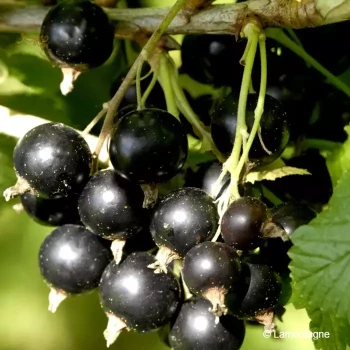 RIBES nigrum Géant de boskoop
