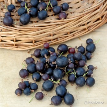 RIBES x nigrigrolaria Josta berry