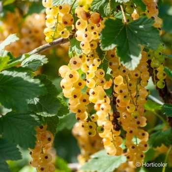 RIBES rubrum Versaillaise blanche